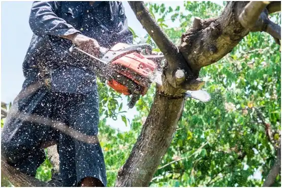 tree services Port Orford